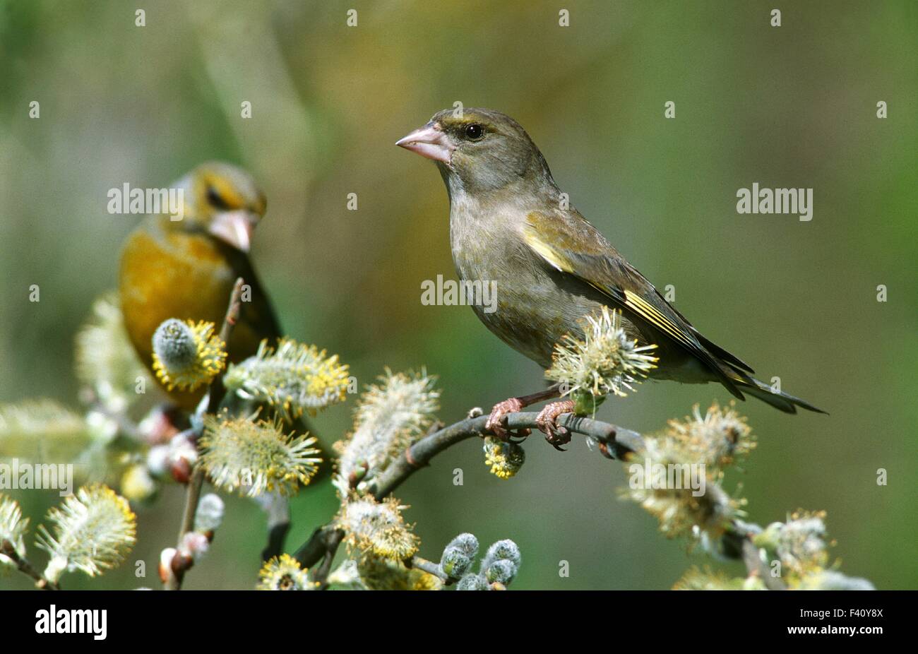 finch vert Banque D'Images