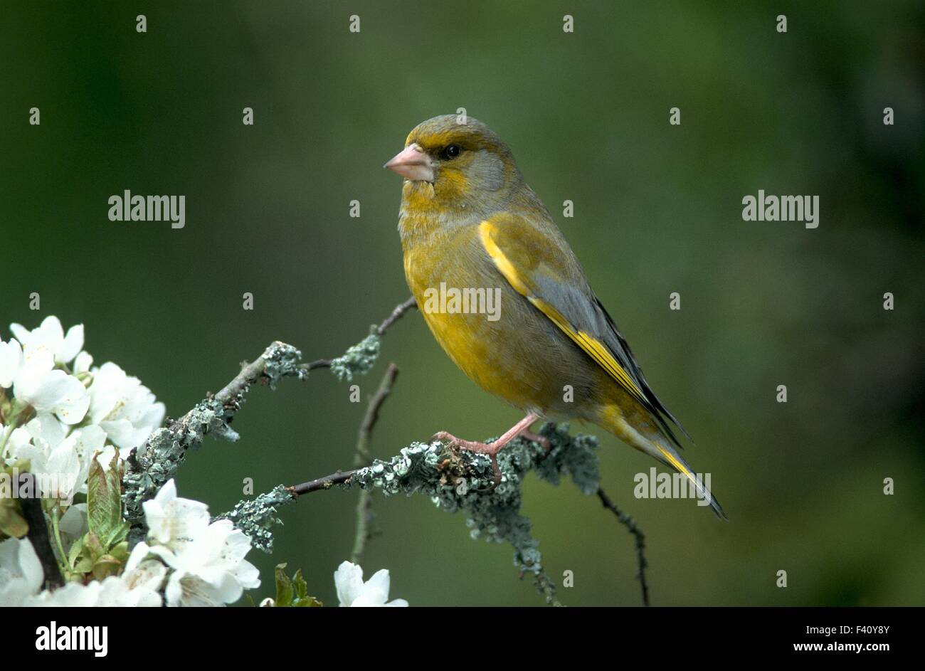 finch vert Banque D'Images