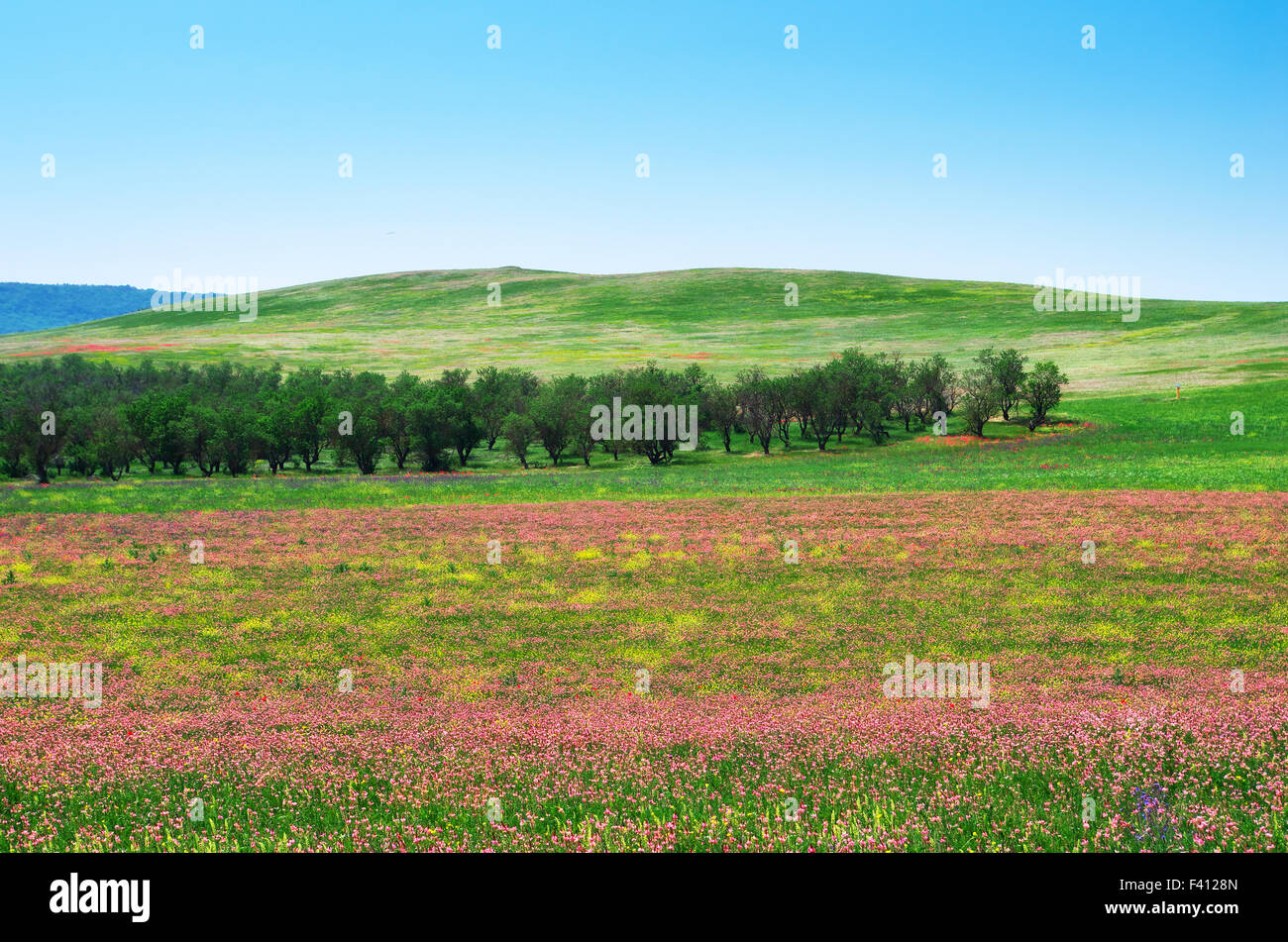 Pré des fleurs de printemps. Composition de la nature. Banque D'Images