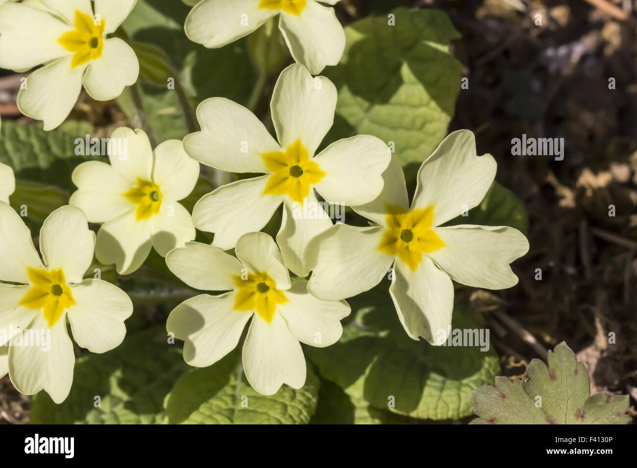 Primula vulgaris, primevère, primrose commun Banque D'Images