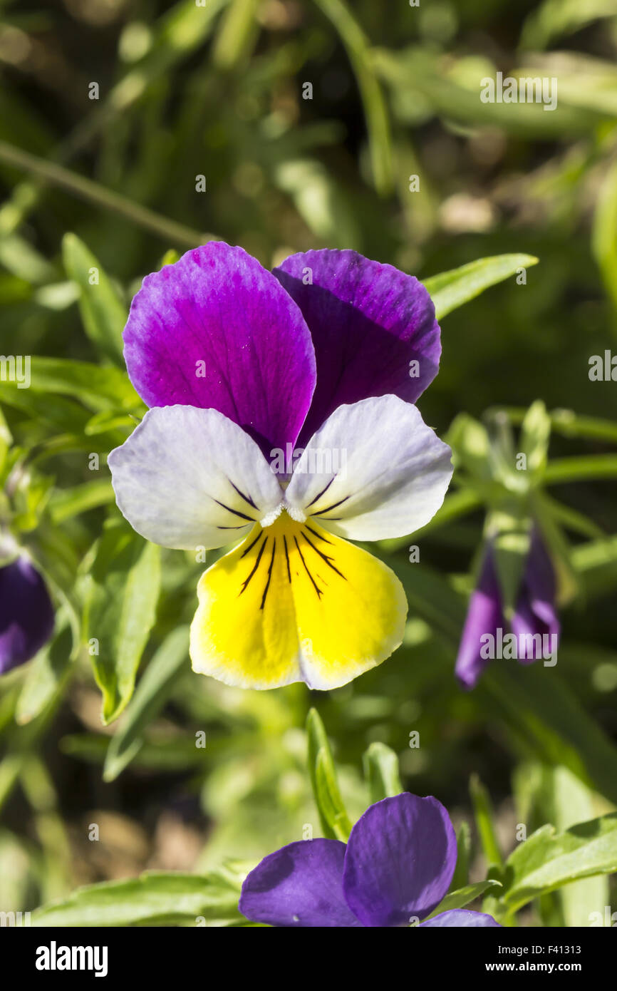 Viola tricolor, Heartsease, Heart's Ease Banque D'Images