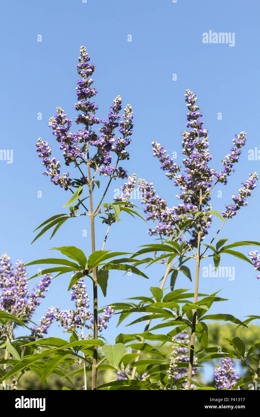 Vitex agnus-castus, gattilier, le gattilier Banque D'Images