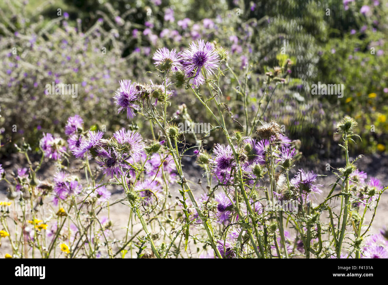 Galactites tomentosa, chardon pourpre Banque D'Images
