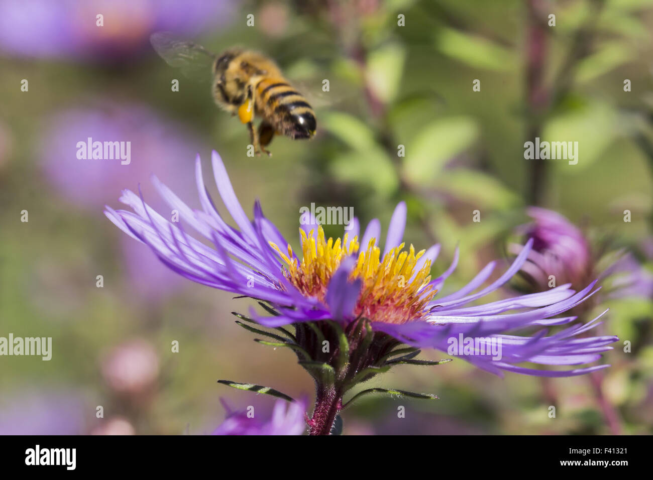 Aster novae-angliae Aster de la Nouvelle-Angleterre, Banque D'Images