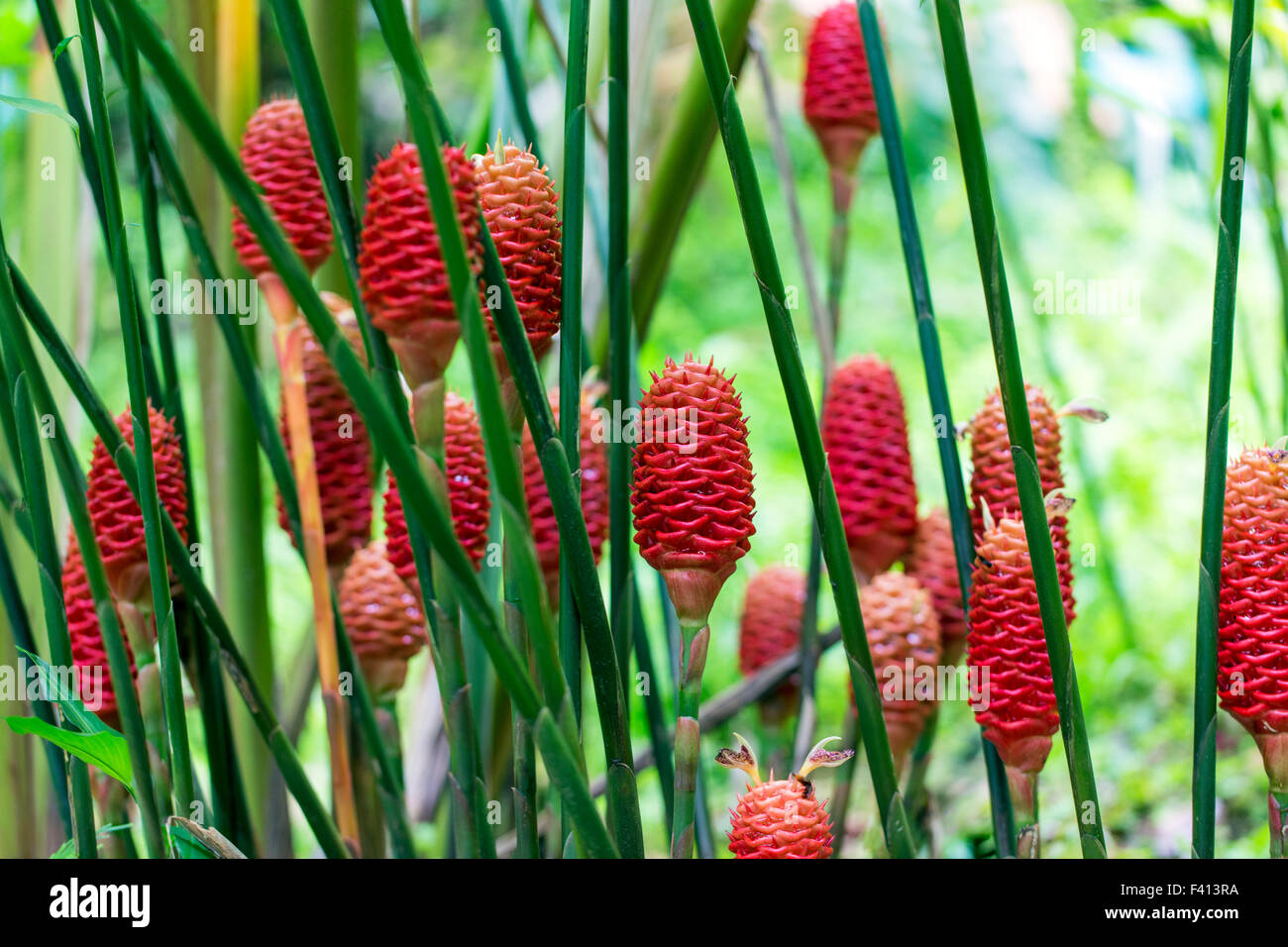 Rose, fleurs sauvages, maracas, GINGEMBRE Zingiber Spectabile ruche ; Zingiberaceae, Hawai'i Tropical Botanical Garden Nature Preserve Banque D'Images