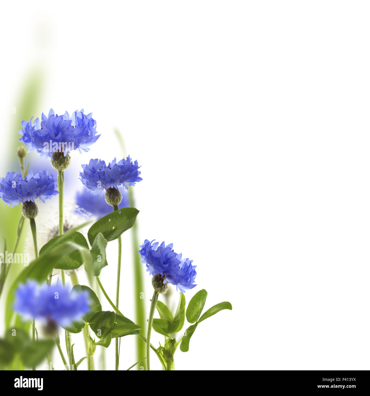 Bleuet bleu et vert de l'herbe de prairie. Banque D'Images