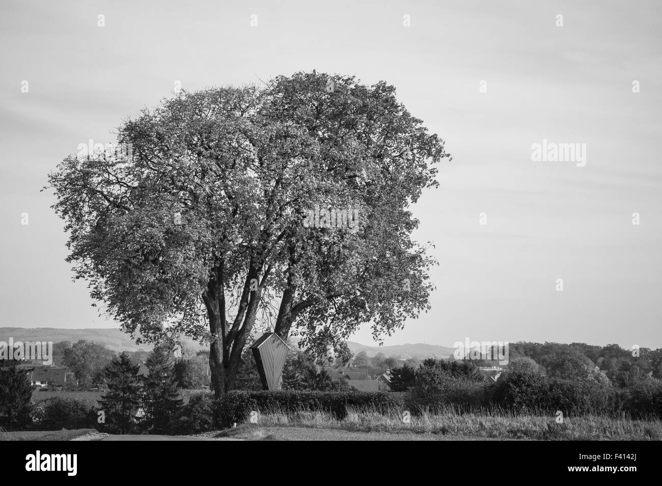 Horse Chestnut Tree, Aesculus hippocastanum Banque D'Images