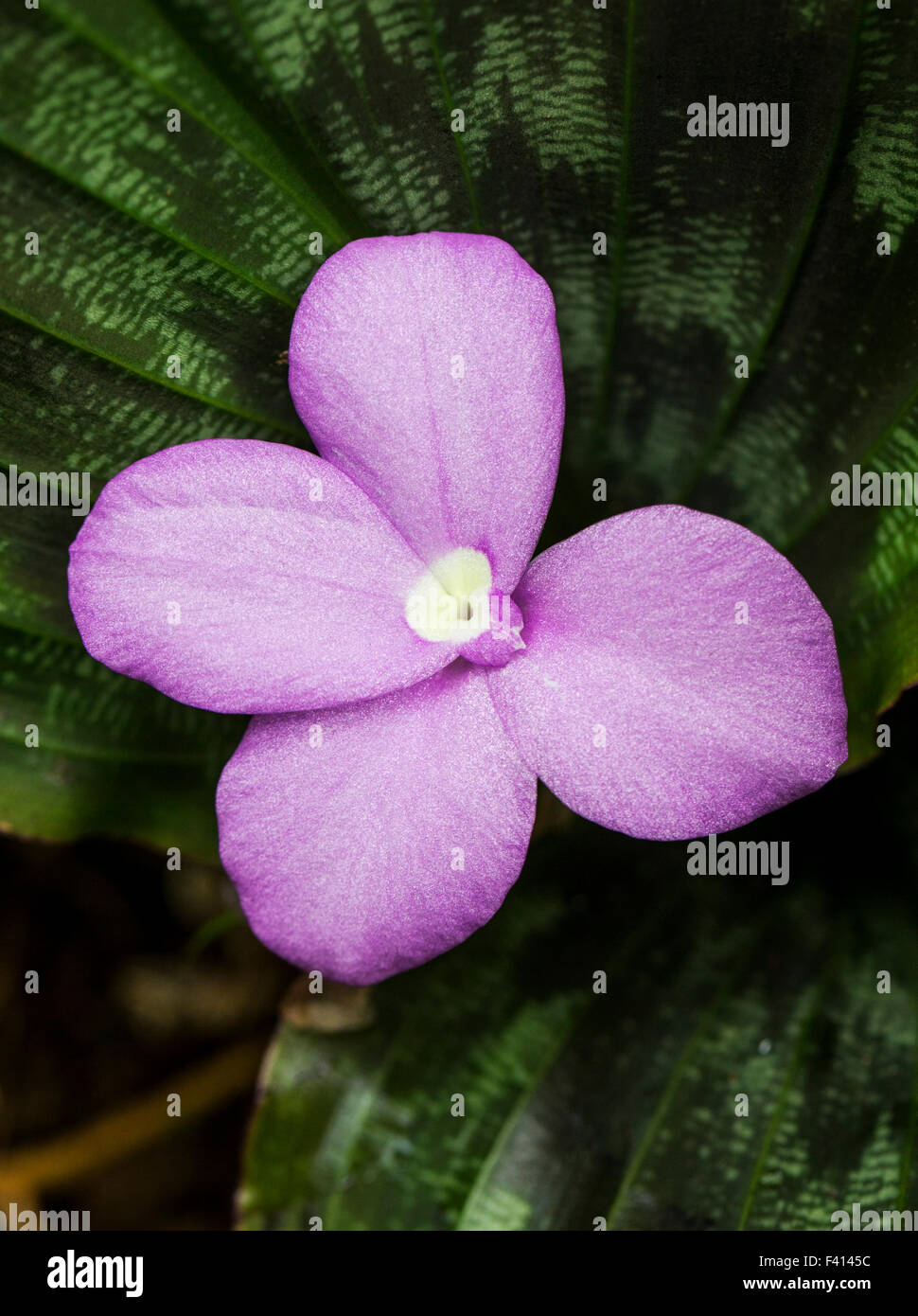 Rubis birman ; Zingiber sp. ; Zingiberaceae ; Hawaii Tropical Botanical Garden Nature Preserve ; Big Island, Hawaii, USA Banque D'Images