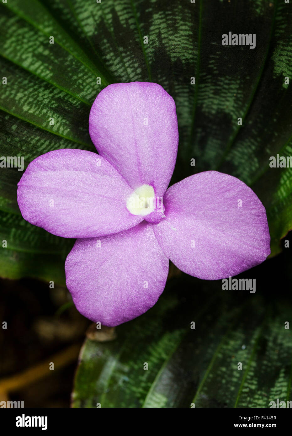 Rubis birman ; Zingiber sp. ; Zingiberaceae ; Hawaii Tropical Botanical Garden Nature Preserve ; Big Island, Hawaii, USA Banque D'Images