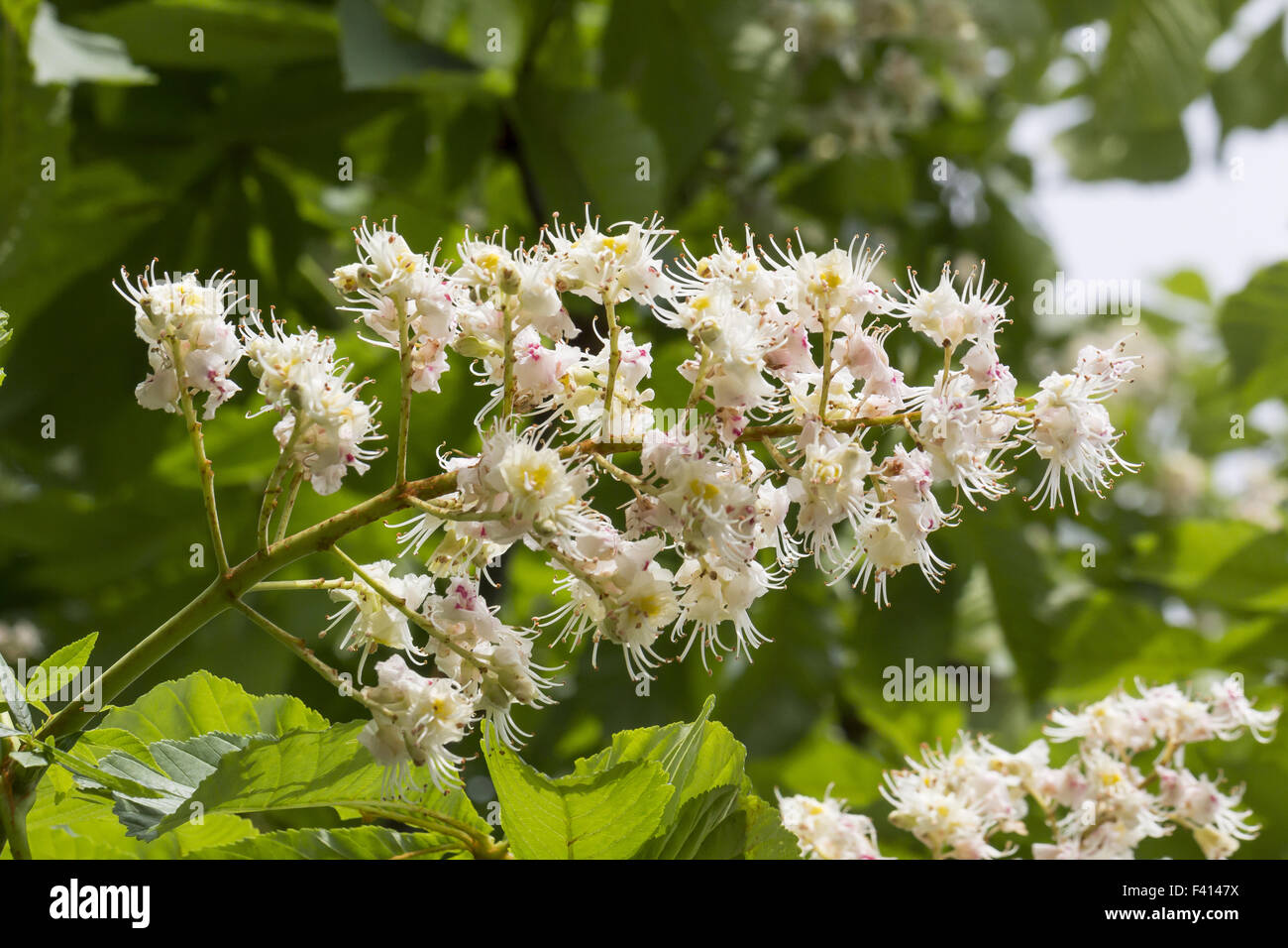 Aesculus hippocastanum, marronnier Banque D'Images