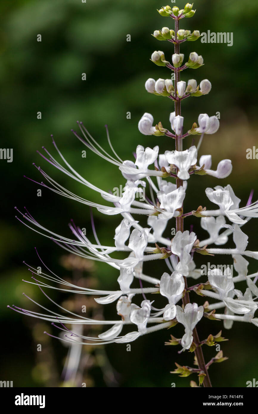 Les moustaches du chat ; Thé ; Java ; Orthosiphon Aristatus Var. Aristatus Lamiaceae ; Hawaii Tropical Botanical Garden Nature Preserve Banque D'Images