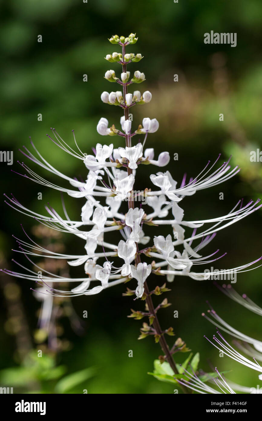 Les moustaches du chat ; Thé ; Java ; Orthosiphon Aristatus Var. Aristatus Lamiaceae ; Hawaii Tropical Botanical Garden Nature Preserve Banque D'Images