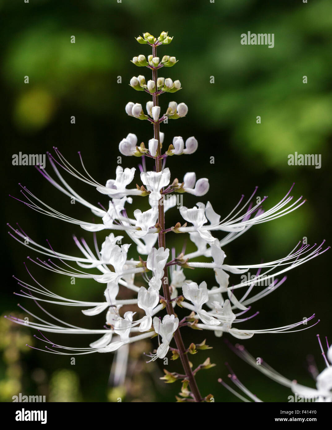 Les moustaches du chat ; Thé ; Java ; Orthosiphon Aristatus Var. Aristatus Lamiaceae ; Hawaii Tropical Botanical Garden Nature Preserve Banque D'Images