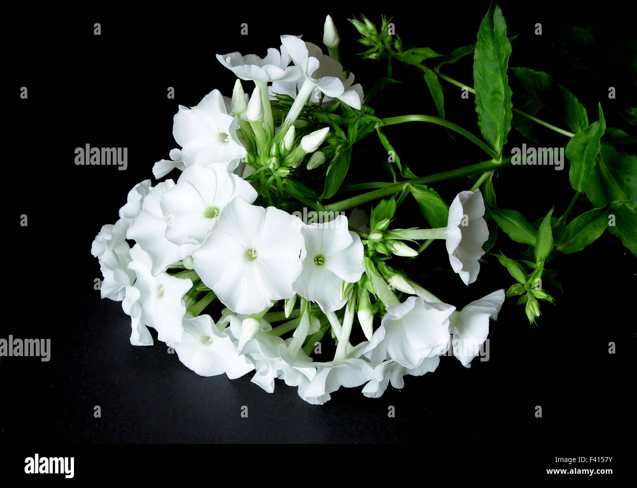Belle floraison blanche lilly lilium sur fond noir Banque D'Images