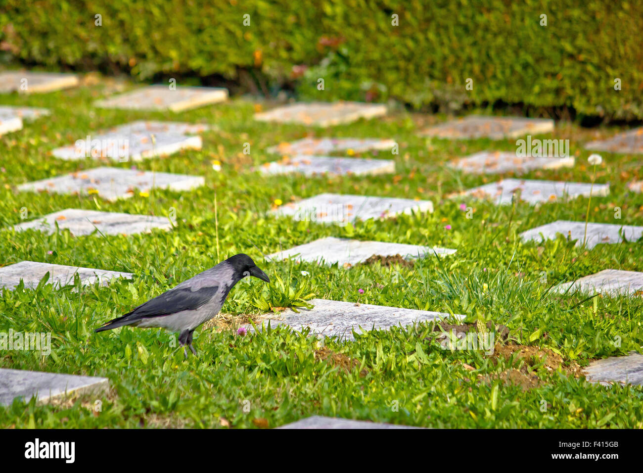 Crow sur scène tombe anonyme Banque D'Images Crow sur scène tombe anonyme Banque D'Images