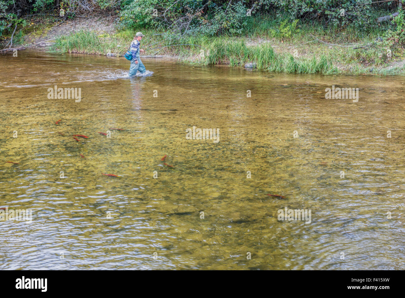 La pêche du saumon en rivière à gué pêcheur radeau, célèbre pour ses saumons sockeye, rouge ou rouge Saumon, British Columbia, Canada. Banque D'Images