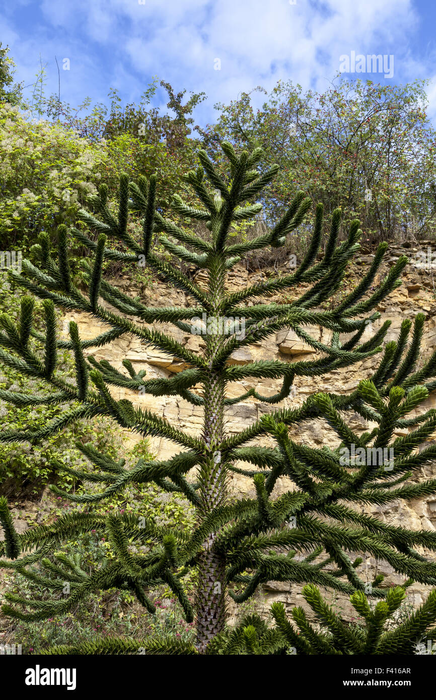 Araucaria araucana, monkey puzzle tree Banque D'Images