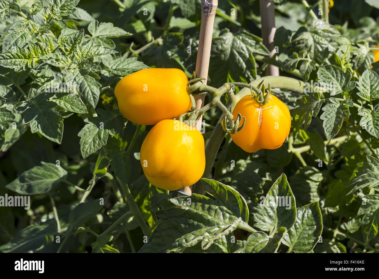 Tomate, Lycopersicon esculentum Banque D'Images