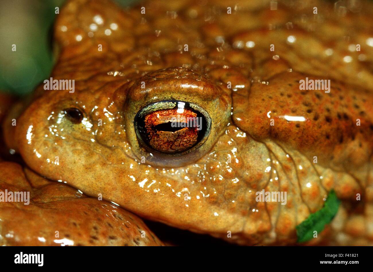 Les crapauds ; Crapaud ; Golden Eye ; regard ; Banque D'Images