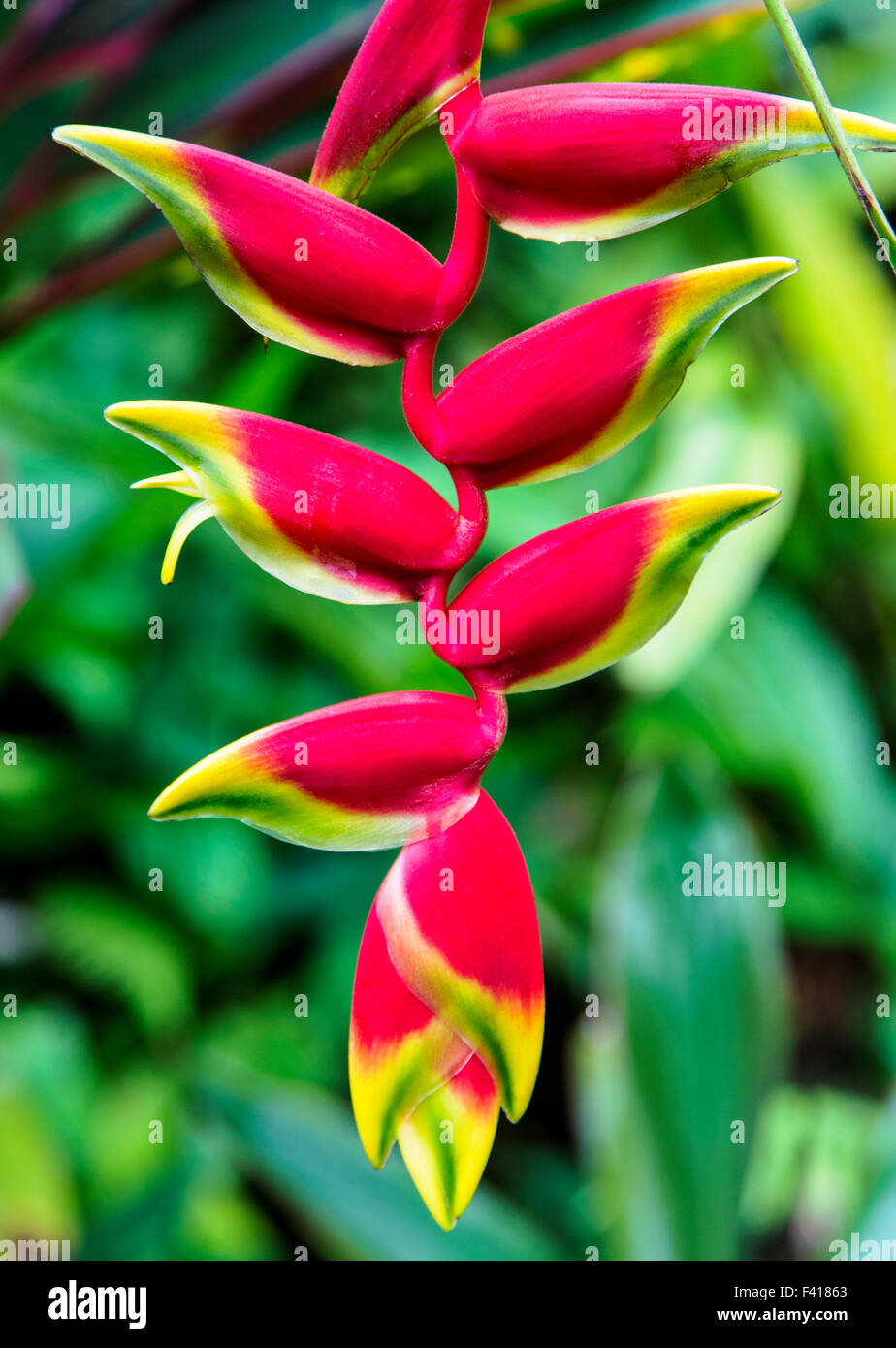 Wildflower, Hanging Lobster Claw, Heliconia Rostrata, Héliconiaceae, Hawaii Tropical Botanical Garden Nature Preserve ; Hawaii Banque D'Images