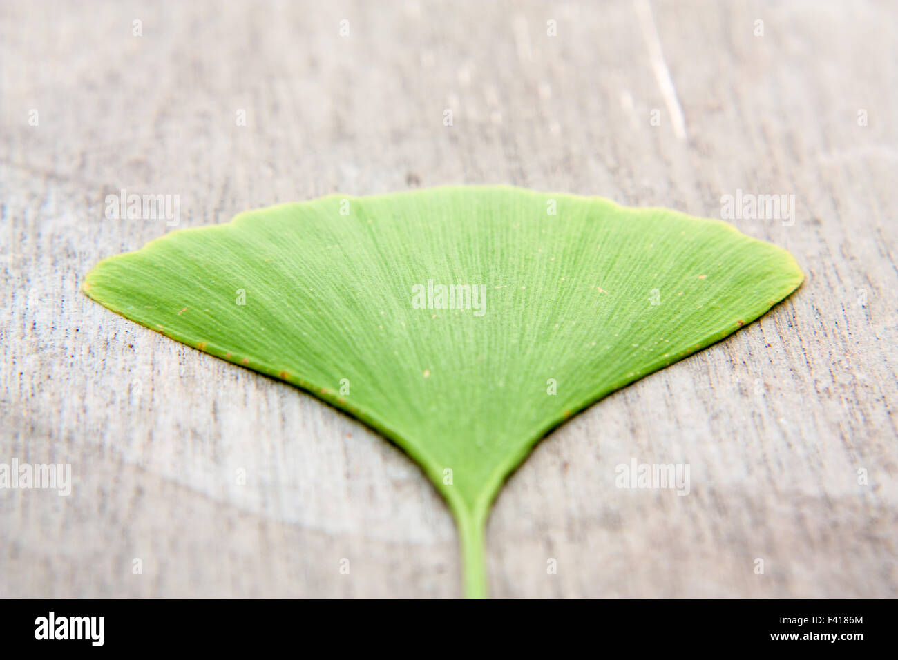 Feuille de ginkgo Banque de photographies et d’images à haute