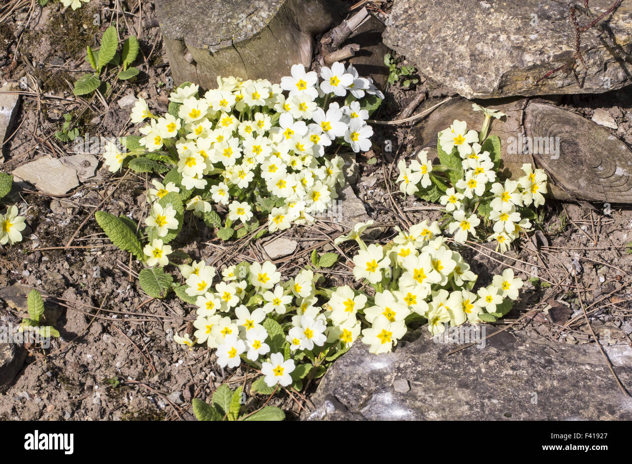 Primula vulgaris, primevère, primrose commun Banque D'Images