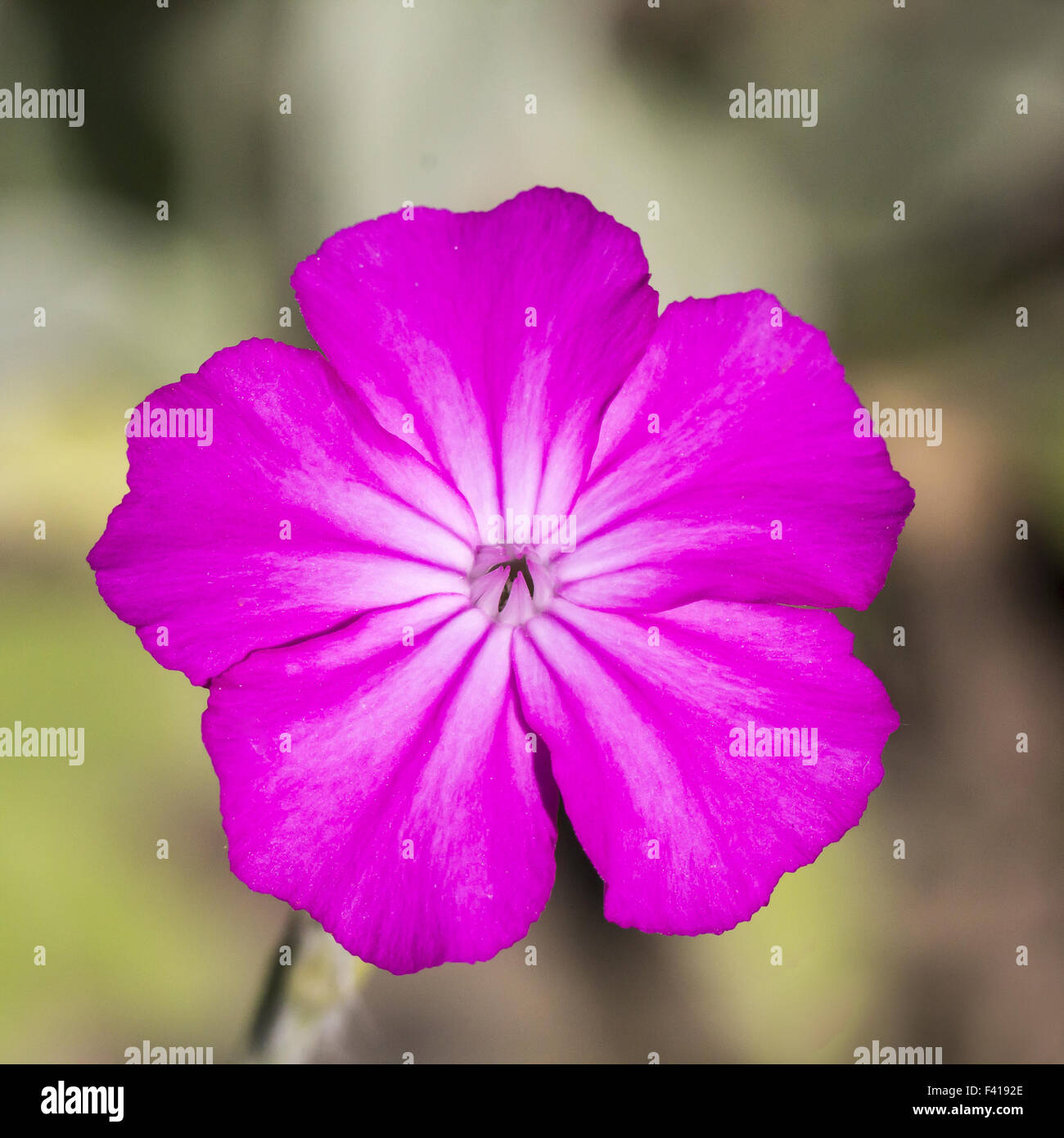 Silene coronaria, Dusty Miller, Mullin-rose Banque D'Images