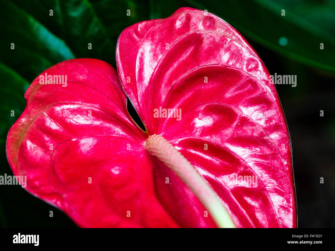 Anthurium andraeanum Anthurium ; ; ; Araceae-lily Flamingo Flamingo ; Fleur ; Toile-fleur ; Fleur ; queue Hawai'i Banque D'Images