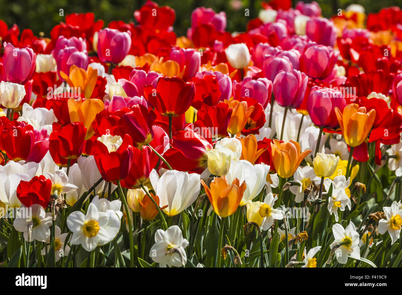 Champ de tulipes en Basse-Saxe, Allemagne Banque D'Images