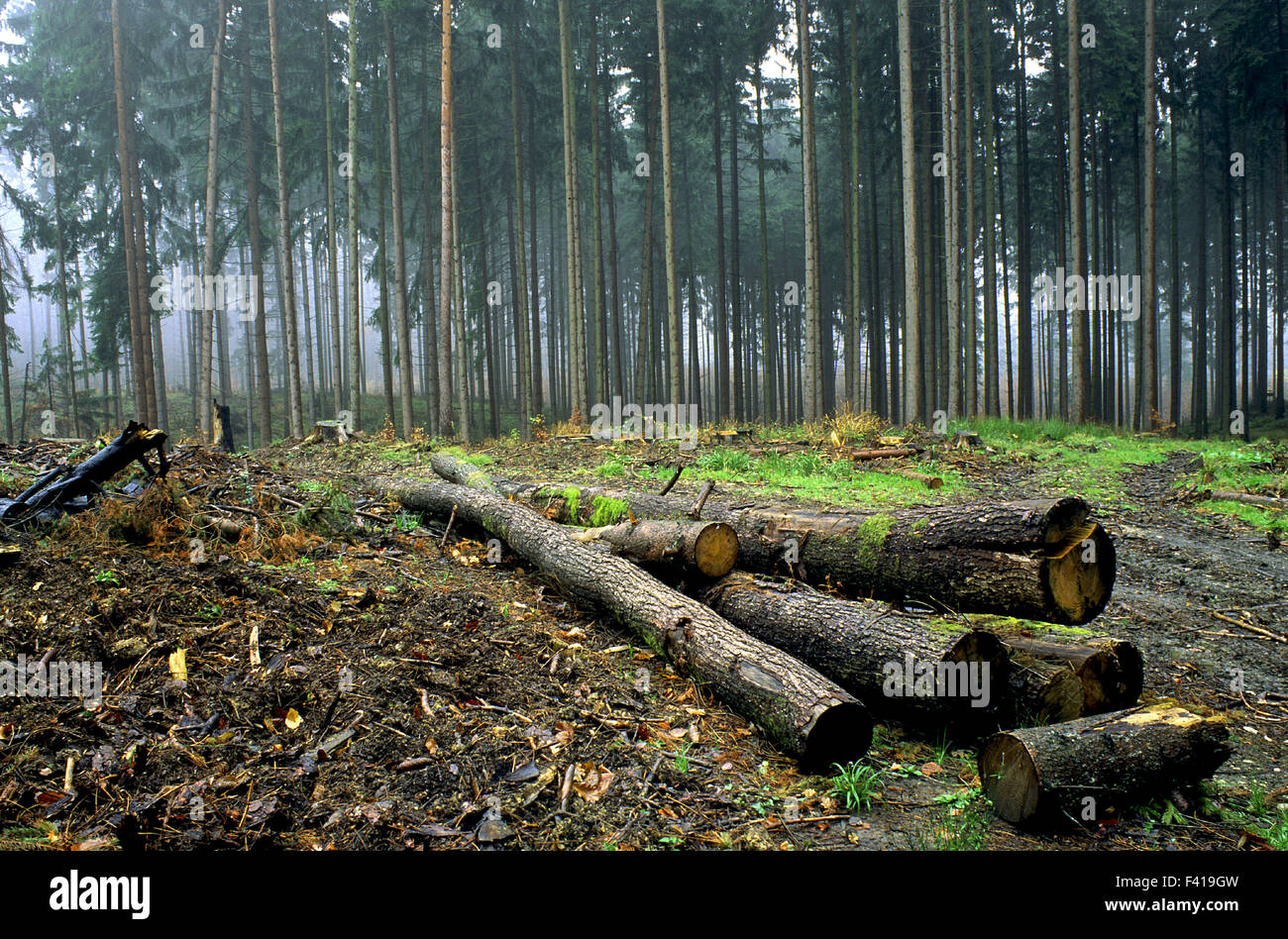 Conifers forest Banque de photographies et d’images à haute résolution ...