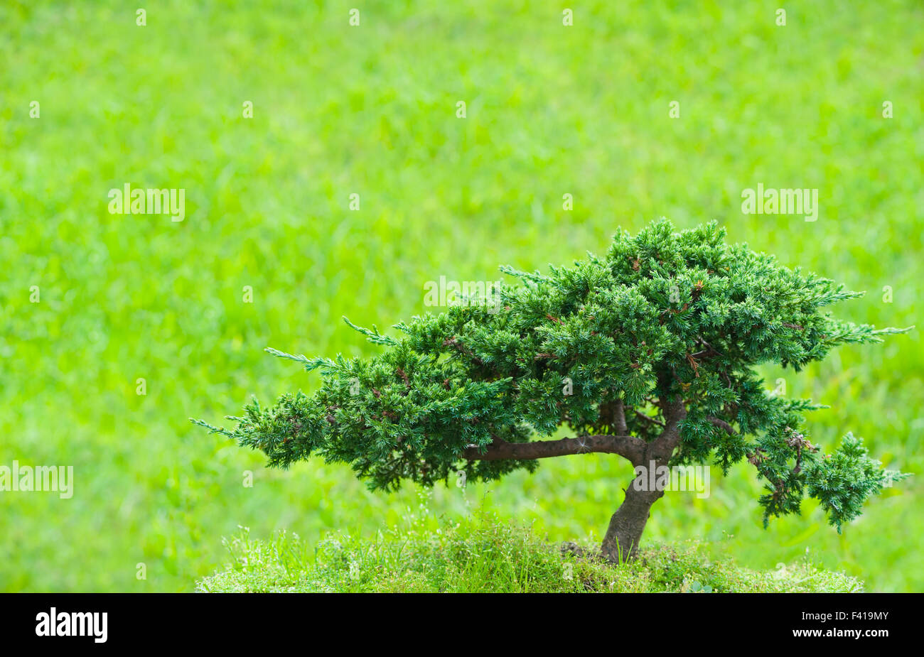 Bonsaï arbre solitaire vert Banque D'Images