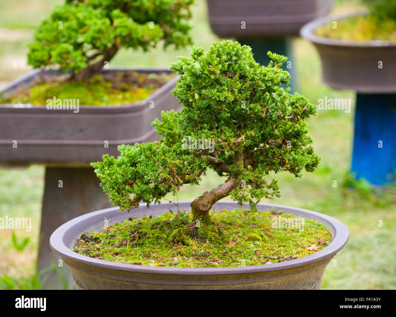 Les bonsai vert Banque D'Images