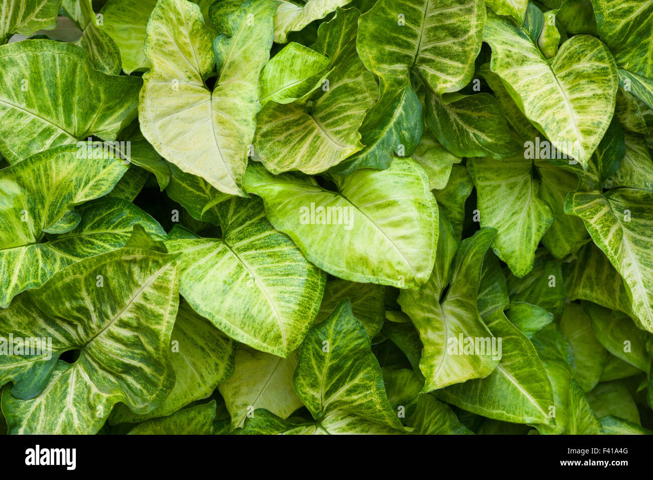 feuilles vertes Banque D'Images