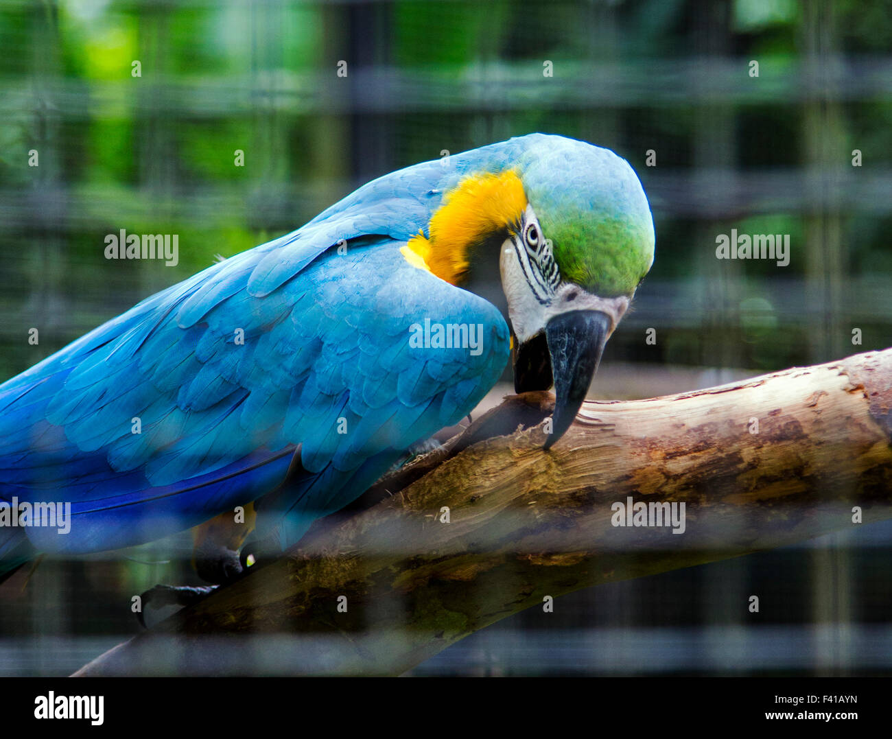 Colorful parrot, Hawaii Tropical Botanical Garden Nature Preserve ; Big Island, Hawaii, USA Banque D'Images