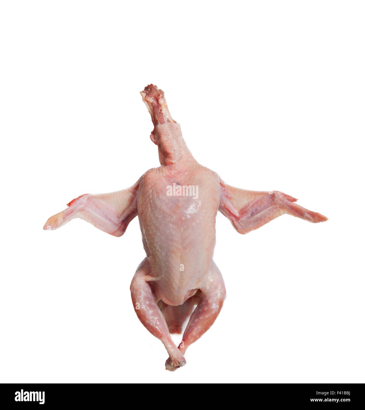 Partridge fresh bird isolated on white Banque D'Images