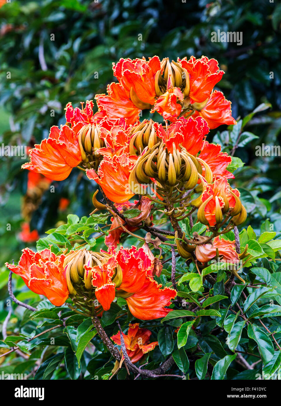 African Tulip Tree ou arbre de la flamme ; Spathodea Campanulata ; Grande Île d'Hawai'i ; USA Banque D'Images
