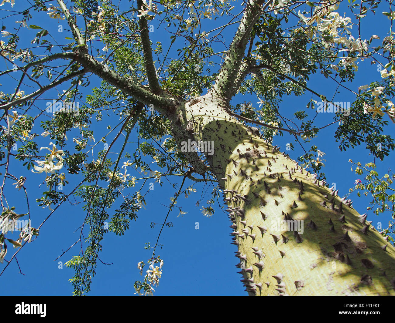 Ceiba Speciosa Banque D'Images