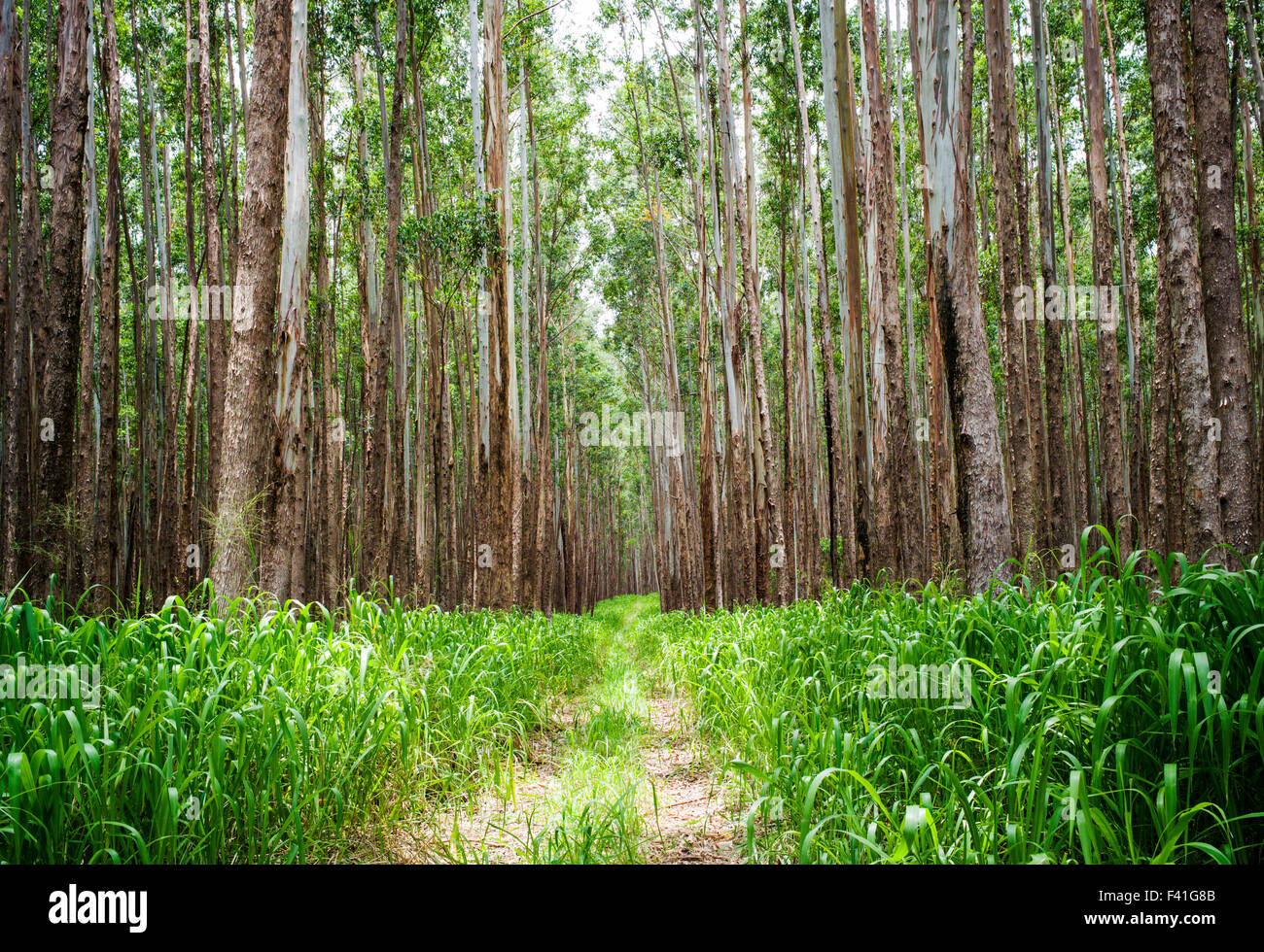 Grands peuplements d'eucalyptus ; Eucalyptus grandis ; canne à sucre ; des terres autrefois le long de la côte Hamakua ; Grande Île d'Hawai'i Banque D'Images