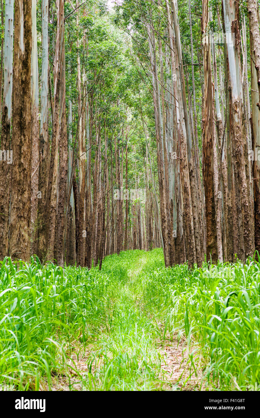 Grands peuplements d'eucalyptus ; Eucalyptus grandis ; canne à sucre ; des terres autrefois le long de la côte Hamakua ; Grande Île d'Hawai'i Banque D'Images