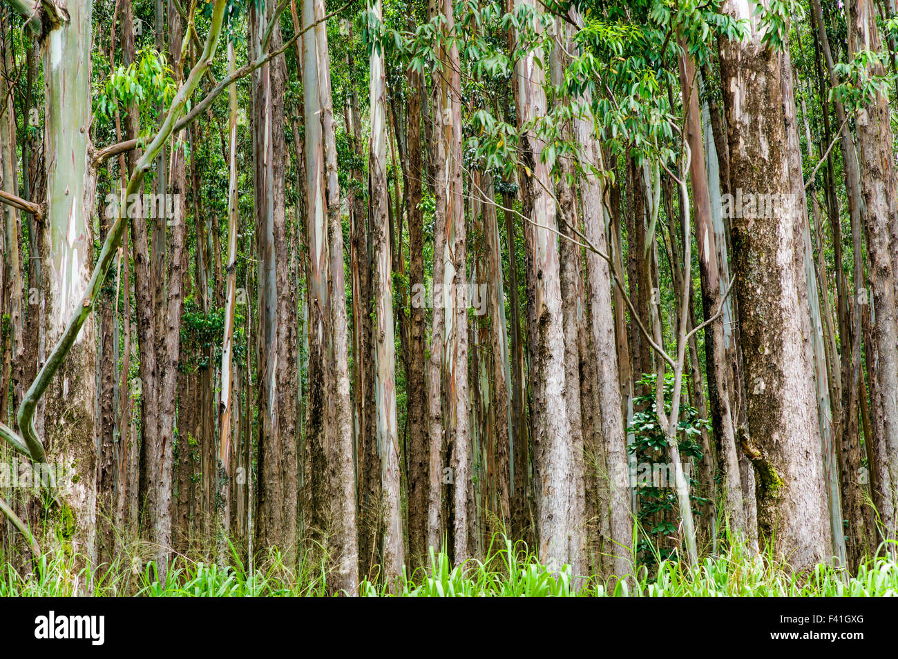Grands peuplements d'eucalyptus ; Eucalyptus grandis ; canne à sucre ; des terres autrefois le long de la côte Hamakua ; Grande Île d'Hawai'i Banque D'Images