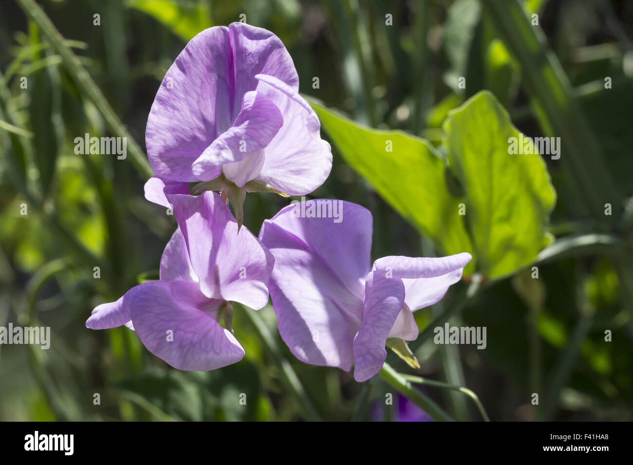 Lathyrus odoratus, Pois Banque D'Images