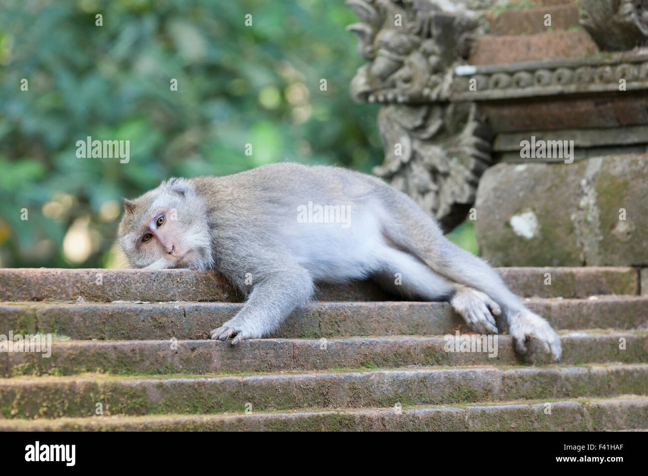Dans le singe macaque Monkey Forest temple complexe, Pura Dalem Agung Padangtegal, Ubud, Bali, Indonésie Banque D'Images