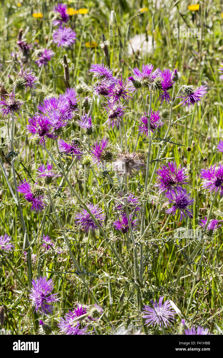 Galactites tomentosa, chardon pourpre Banque D'Images