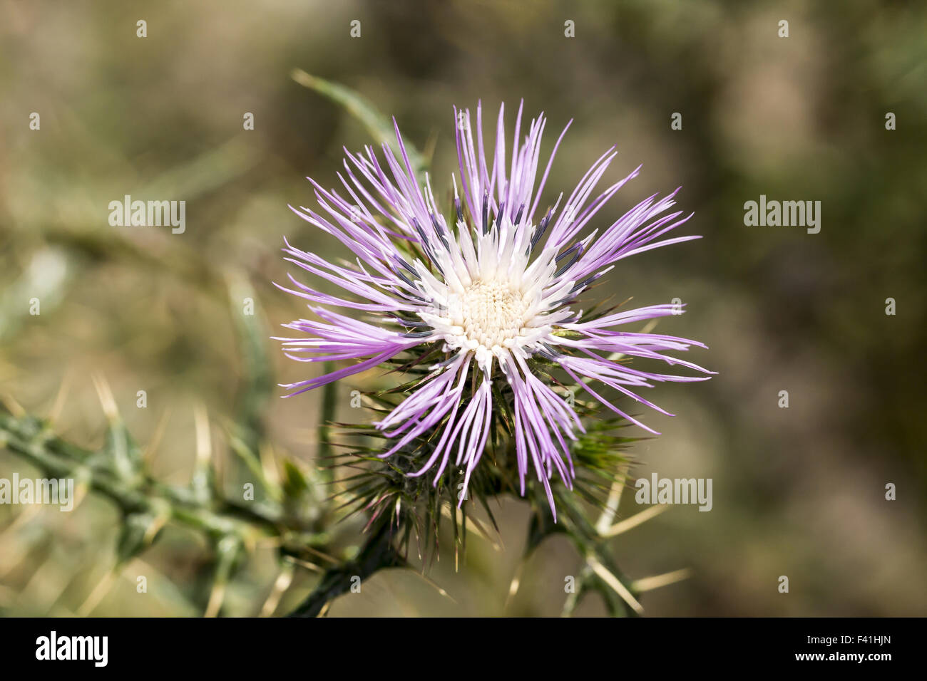 Galactites tomentosa, chardon pourpre Banque D'Images
