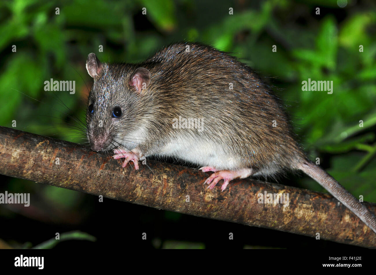 rat brun Banque D'Images