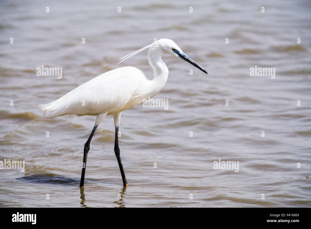 Aigrette garzette (Egretta garzetta) dans l'eau, le Parc National du Djoudj, au Sénégal Banque D'Images