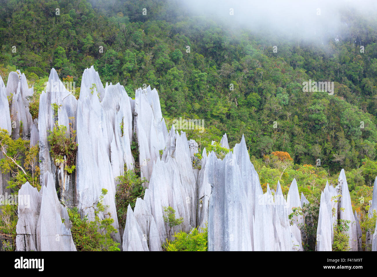 Pinacles calcaires à Gunung Mulu national park Banque D'Images