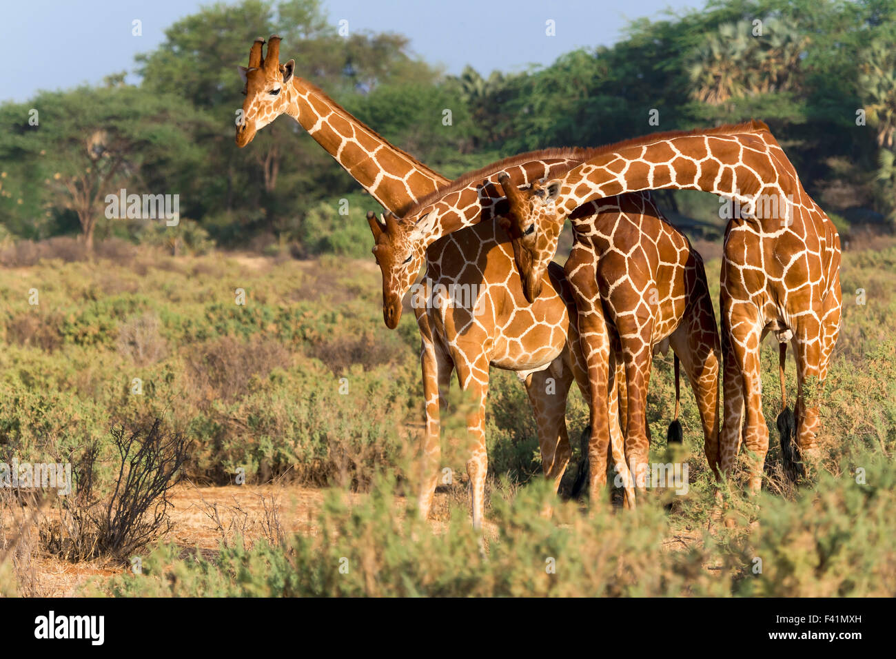 Trois girafes réticulés ou Somali (Giraffa camelopardalis reticulata), Samburu National Reserve, Kenya Banque D'Images