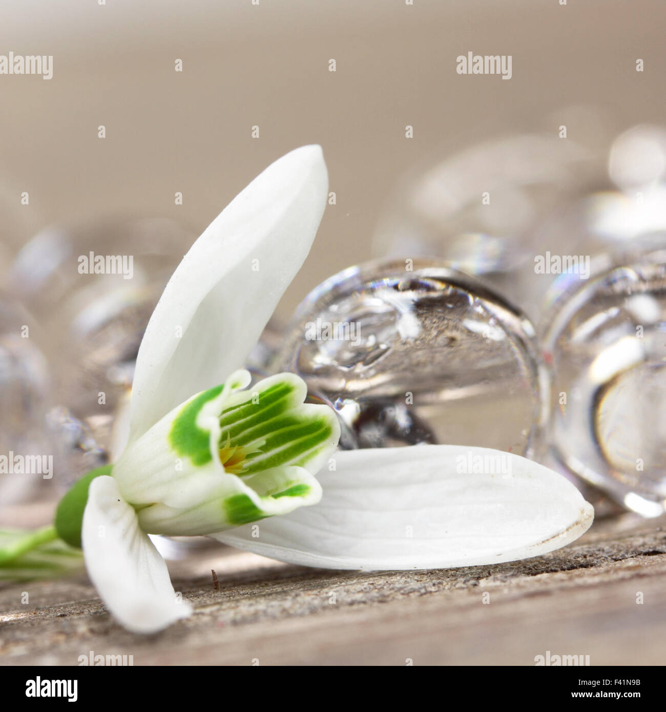 fleur blanche Banque D'Images