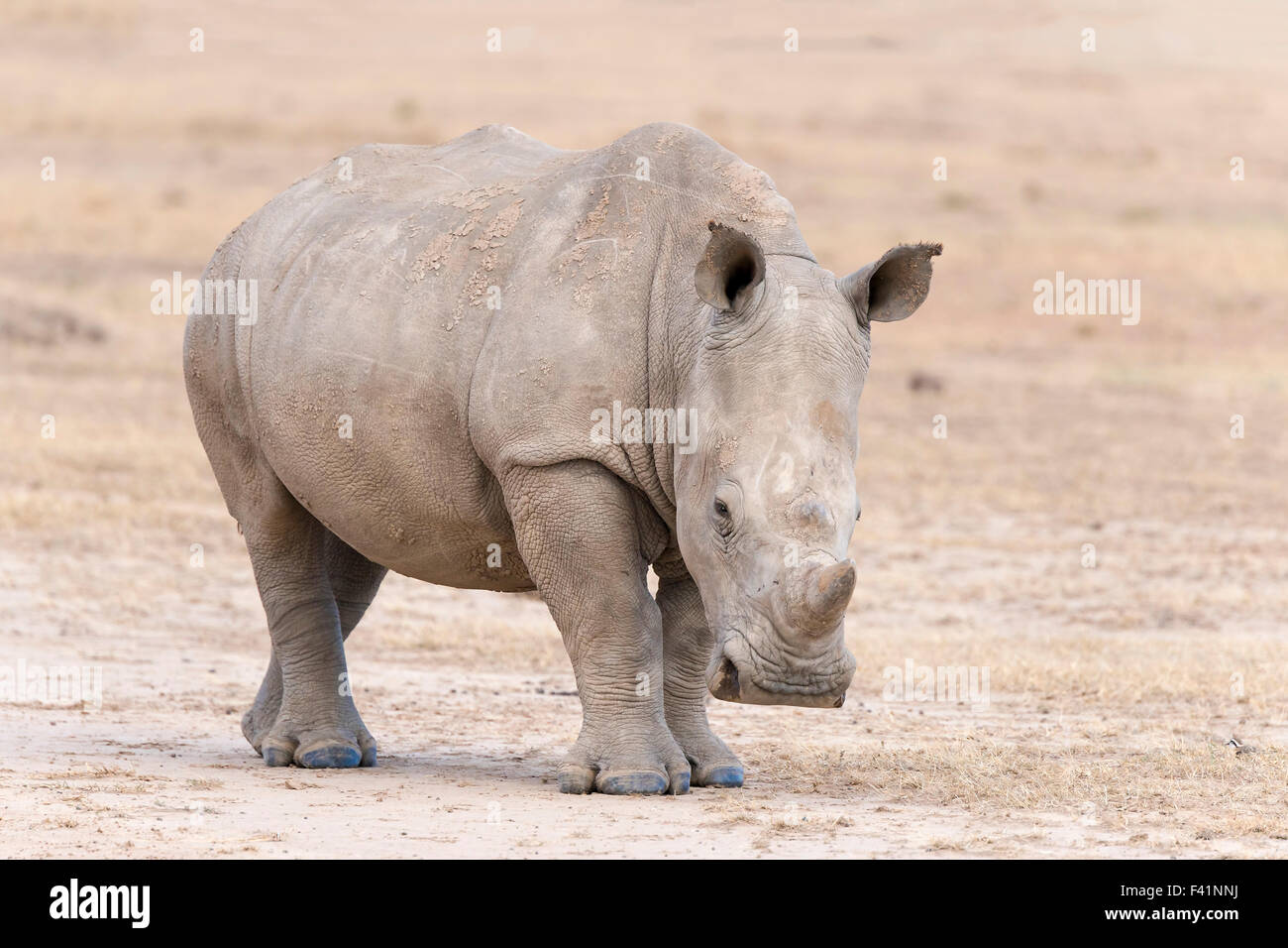Le rhinocéros blanc (Ceratotherium simum), Ol Pejeta Reserve, Kenya Banque D'Images
